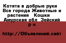 Котята в добрые руки - Все города Животные и растения » Кошки   . Амурская обл.,Зейский р-н